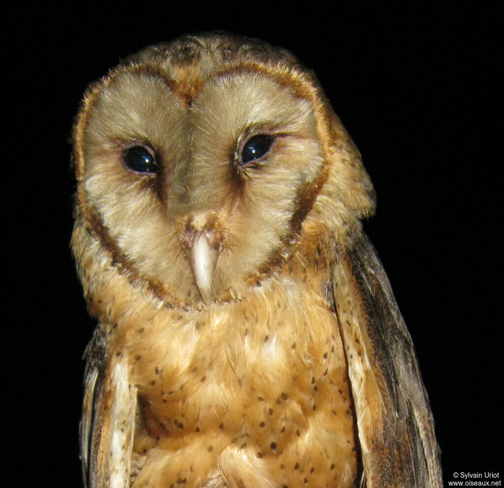 American Barn Owl