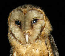 American Barn Owl