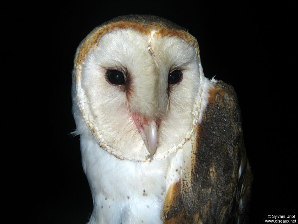 American Barn Owl