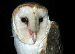 American Barn Owl