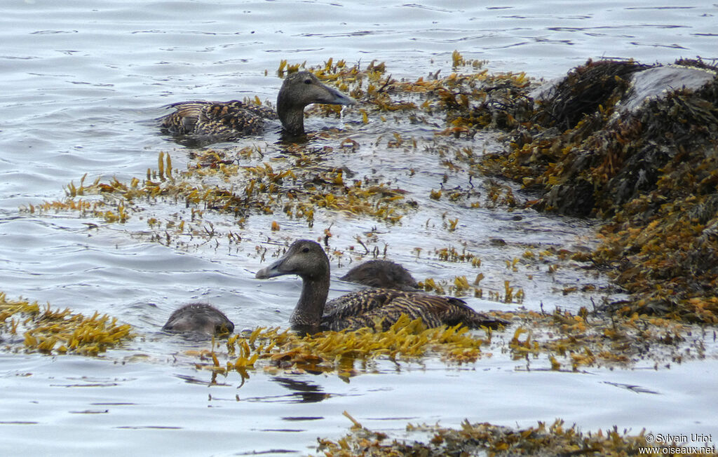 Eider à duvet