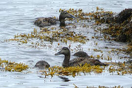 Eider à duvet