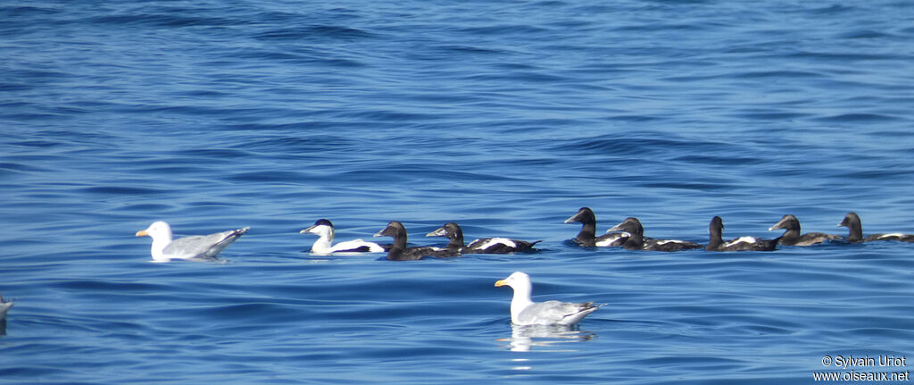 Eider à duvet