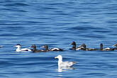 Eider à duvet