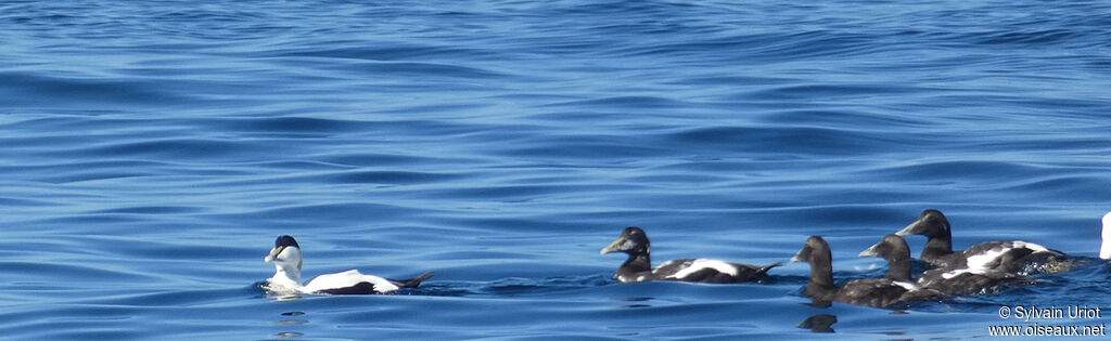 Common Eider