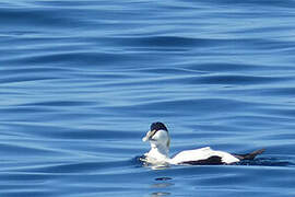 Common Eider