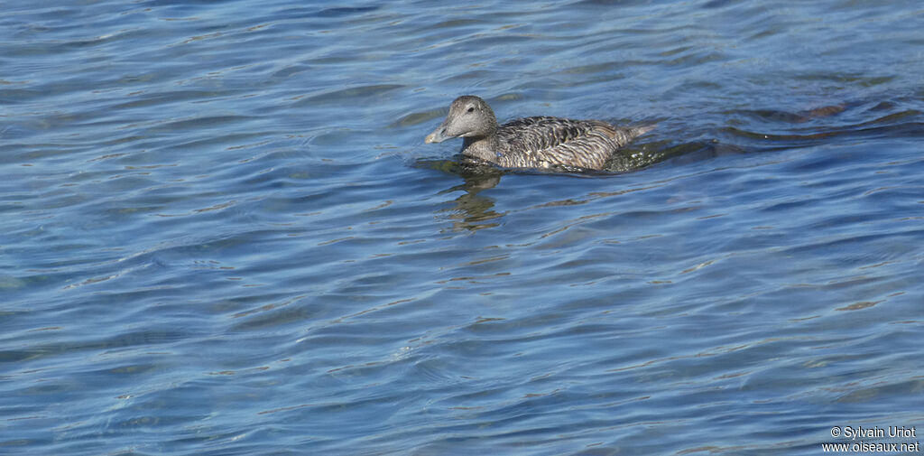 Eider à duvet femelle adulte