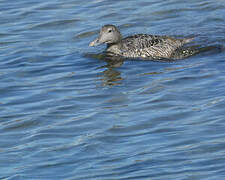 Common Eider