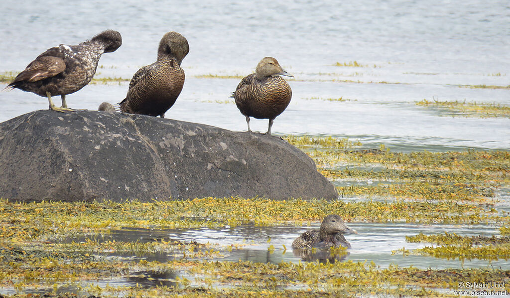 Common Eider