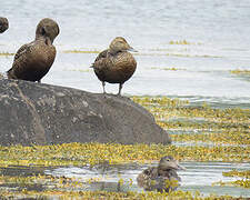 Common Eider