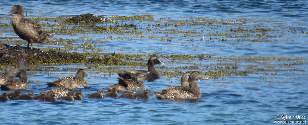 Eider à duvet