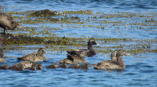 Common Eider