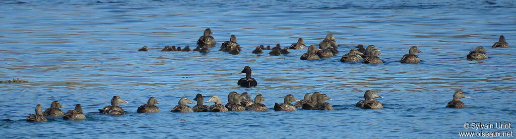 Eider à duvet femelle