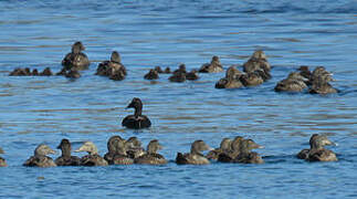 Common Eider