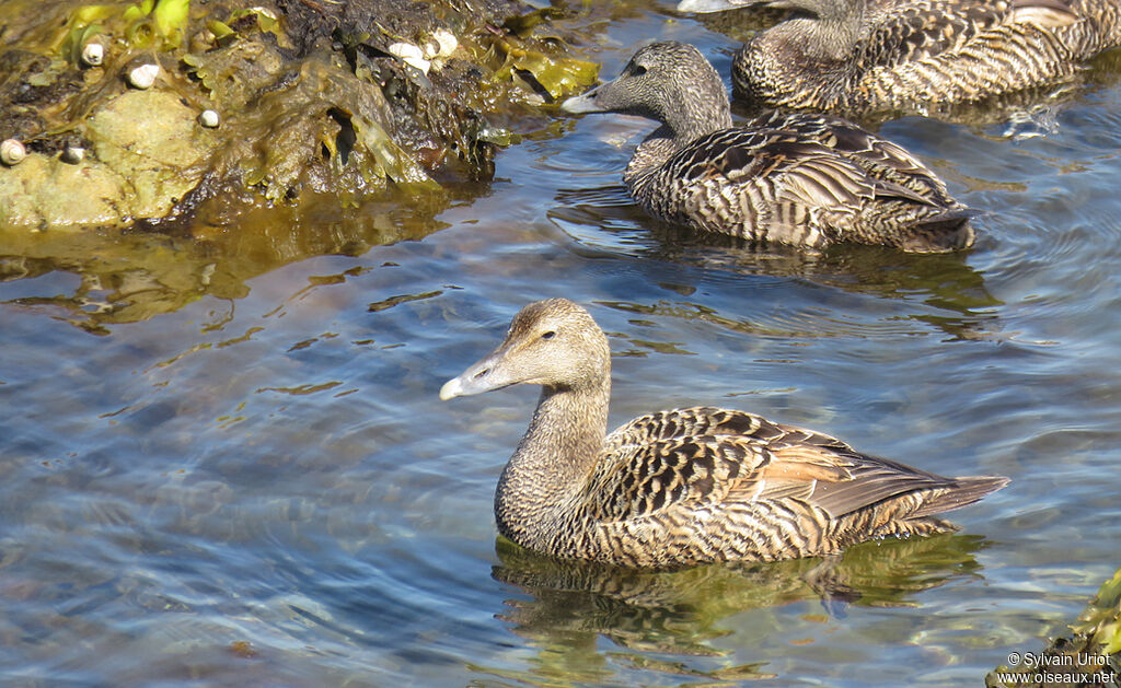 Eider à duvet femelle adulte