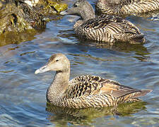 Common Eider