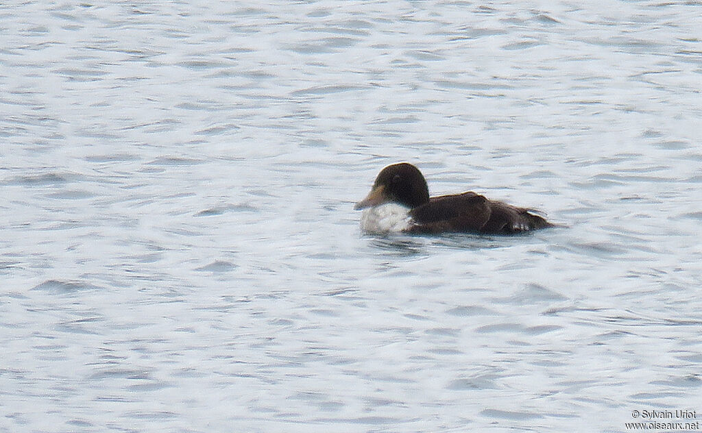 Eider à tête grise mâle subadulte