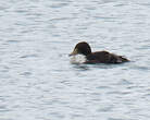 Eider à tête grise