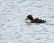 Eider à tête grise