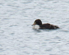 King Eider