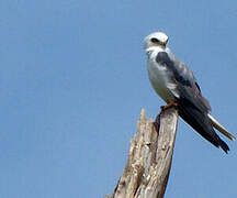 White-tailed Kite