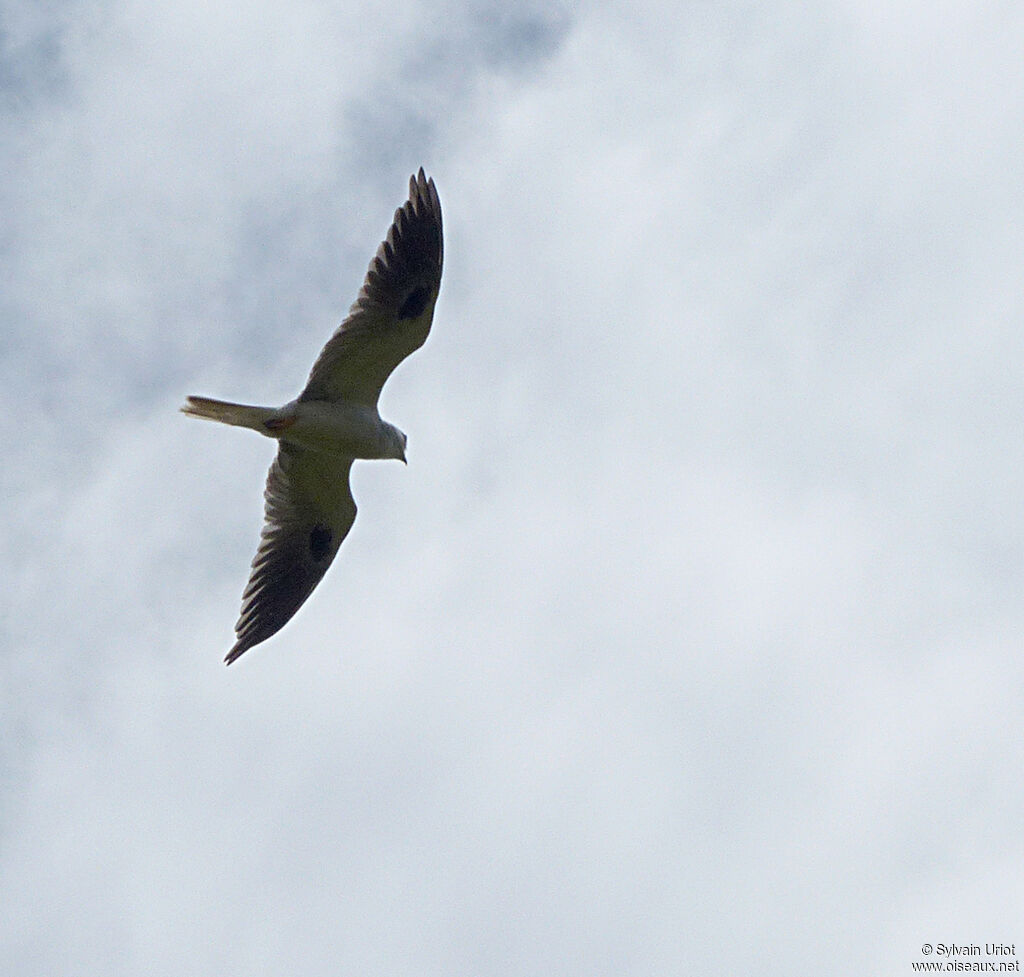 White-tailed Kiteadult