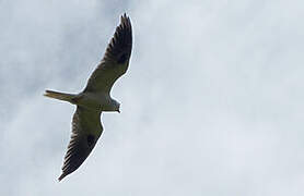 White-tailed Kite