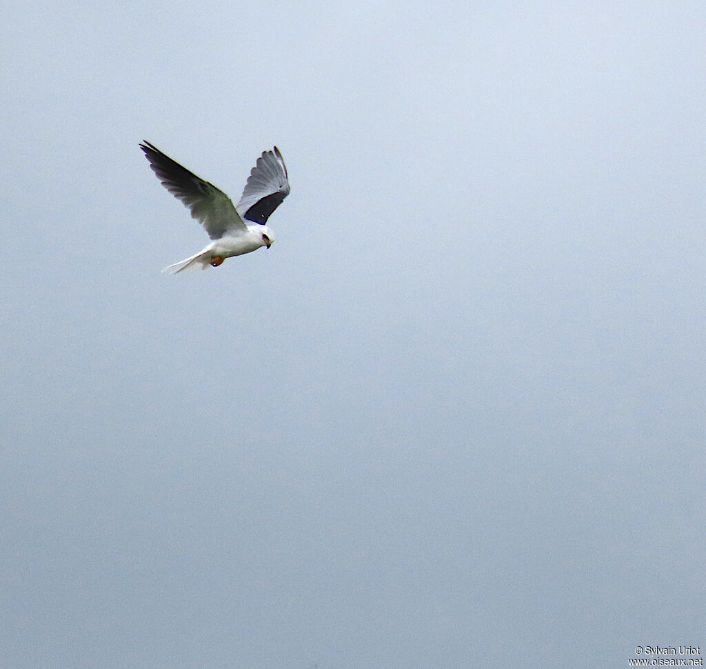 White-tailed Kiteadult