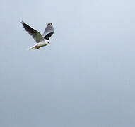 White-tailed Kite