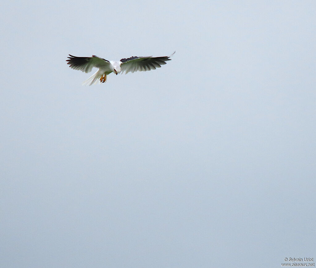 White-tailed Kiteadult