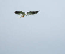 White-tailed Kite