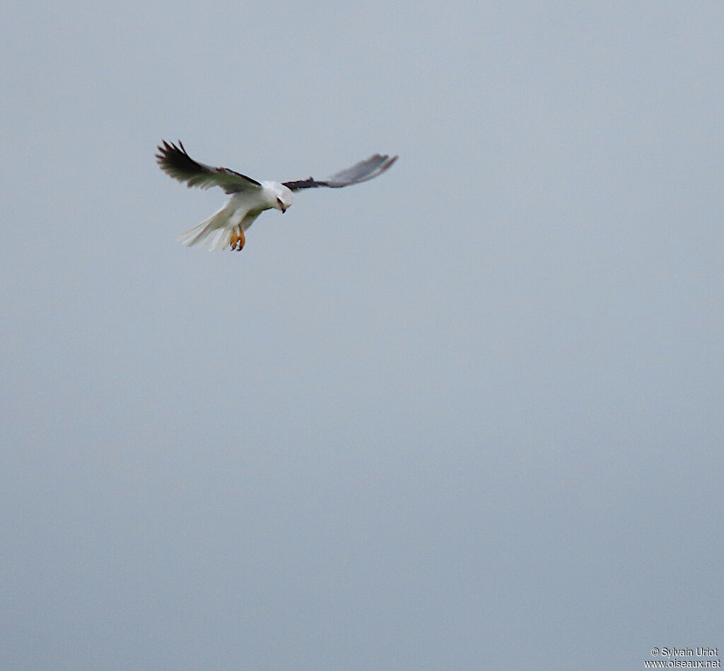 White-tailed Kiteadult