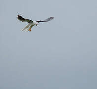 White-tailed Kite