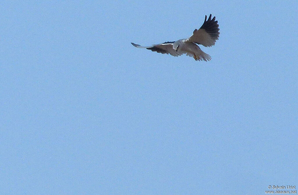 Black-winged Kiteadult