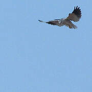 Black-winged Kite