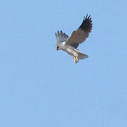 Black-winged Kite