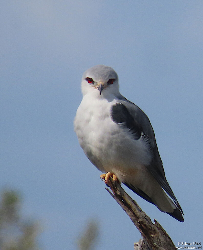 Black-winged Kiteadult