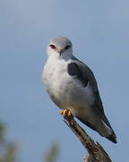 Black-winged Kite