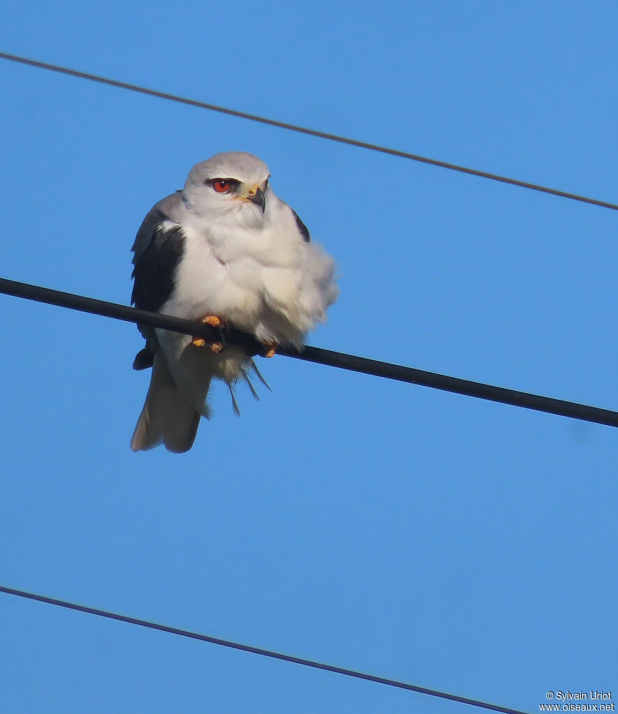 Black-winged Kiteadult