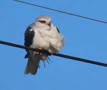 Black-winged Kite