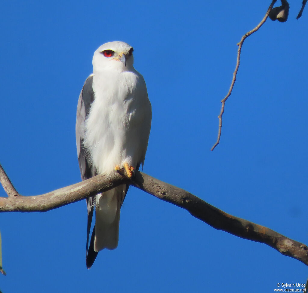 Black-winged Kiteadult