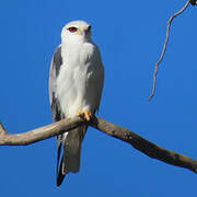 Black-winged Kite