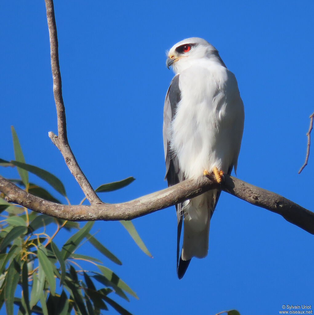 Black-winged Kiteadult