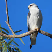 Black-winged Kite