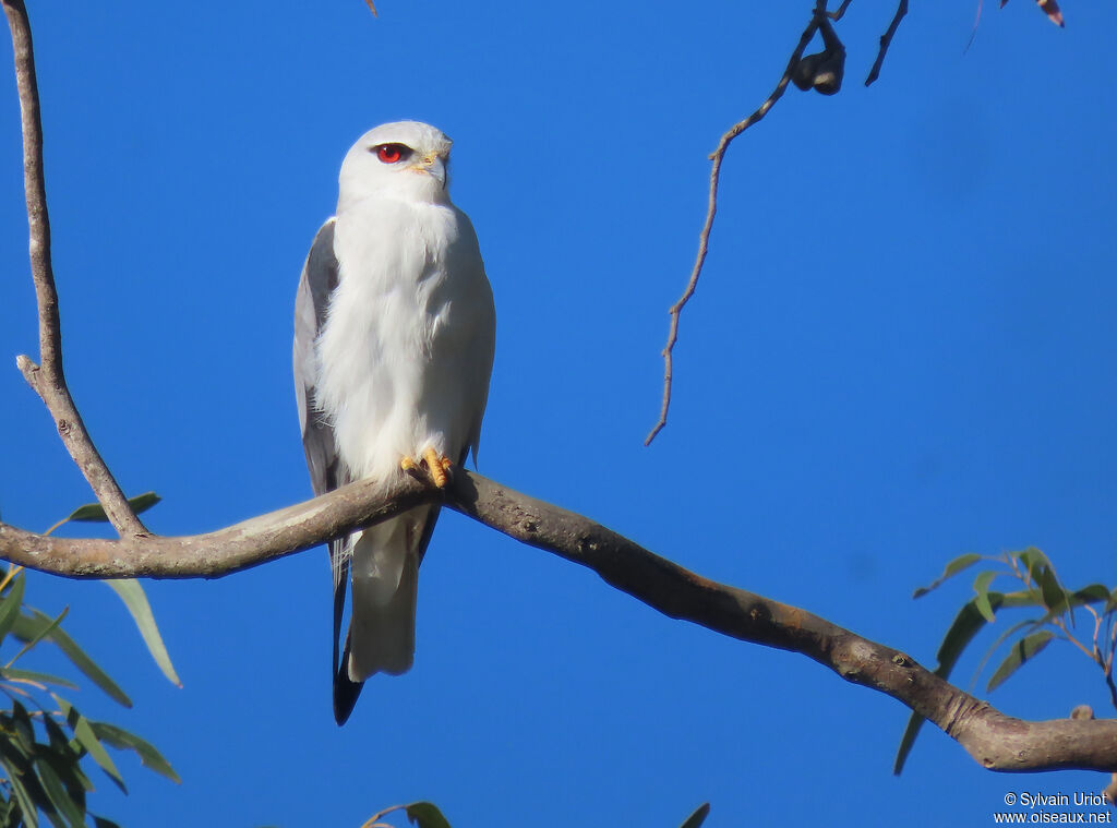 Black-winged Kiteadult