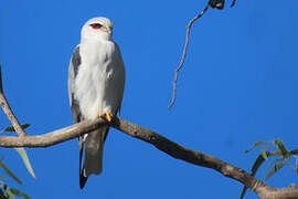 Black-winged Kite