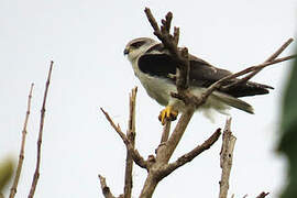 Black-winged Kite