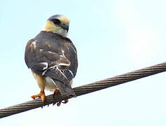 Pearl Kite