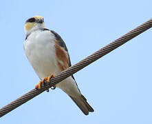 Pearl Kite