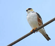 Pearl Kite